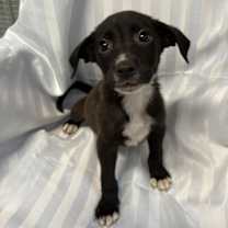 Thumbnail photo of FRITOS #1