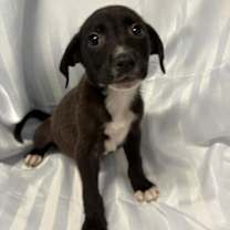 Thumbnail photo of FRITOS #3