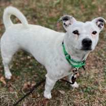 Thumbnail photo of Snowball in TX #1