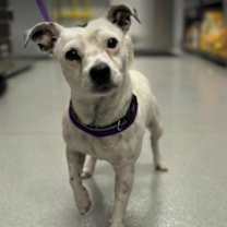 Thumbnail photo of Snowball in TX #2