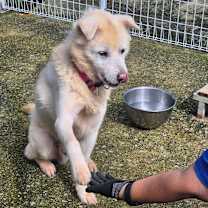 Thumbnail photo of Dduri #4