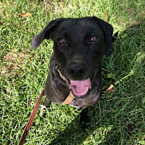 Thumbnail photo of Abby #1