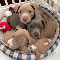 Thumbnail photo of Marmalade D67269 #2