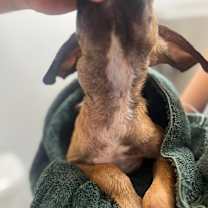 Thumbnail photo of Riley #4