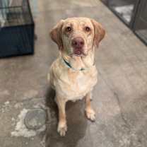 Thumbnail photo of Dia #3