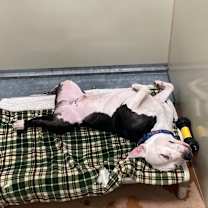 Thumbnail photo of Papacito #3