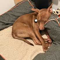 Thumbnail photo of Rocko #1