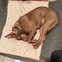 Thumbnail photo of Rocko #2