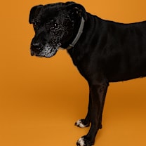 Thumbnail photo of Opal #2