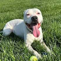 Thumbnail photo of Blanco #2