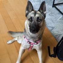 Thumbnail photo of Nova #2