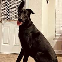 Thumbnail photo of Rambo #3