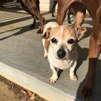 Thumbnail photo of Daisy (In Foster) #1