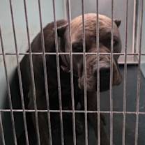 Thumbnail photo of Icy #2