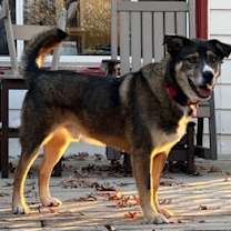 Thumbnail photo of Luke #3