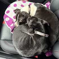 Thumbnail photo of Jameson #4