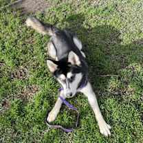 Thumbnail photo of MISTY #2