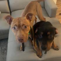 Thumbnail photo of Knox and Raven #2