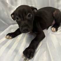 Thumbnail photo of TOSTITOS #4