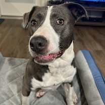 Thumbnail photo of Nectorine #1