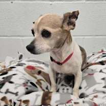 Thumbnail photo of Daisy (In Foster) #2