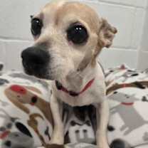 Thumbnail photo of Daisy (In Foster) #3