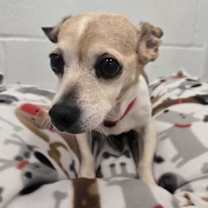 Thumbnail photo of Daisy (In Foster) #4