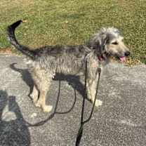 Thumbnail photo of Wolff #3