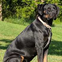 Thumbnail photo of GRACIE sb #1