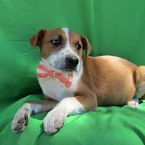 Thumbnail photo of Ginger! #1