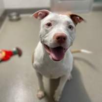 Thumbnail photo of Appa #1