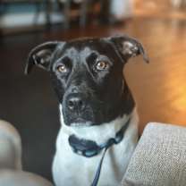 Thumbnail photo of Molly #1