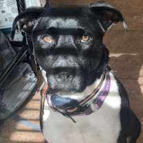 Thumbnail photo of Molly #2