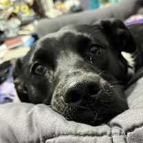 Thumbnail photo of Molly #3