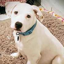 Thumbnail photo of Zeus Alexander Brown #1