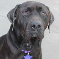 Thumbnail photo of Finnegan #4