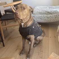 Thumbnail photo of Bosun #2