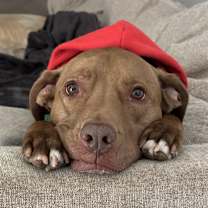 Thumbnail photo of Bosun #3