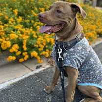 Thumbnail photo of Bosun #4