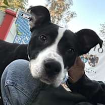 Thumbnail photo of Owen #3