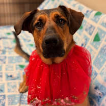 Thumbnail photo of Calli #1