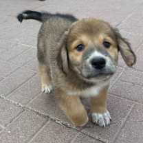 Thumbnail photo of Stetson #1