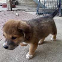 Thumbnail photo of Stetson #3