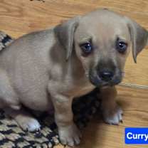 Thumbnail photo of Curry #2