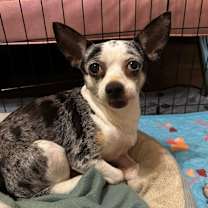 Thumbnail photo of Ruby Sue #2