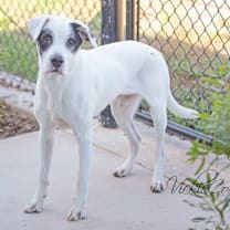 Thumbnail photo of Deuce #1