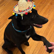 Thumbnail photo of Rye (was Righteous) #1