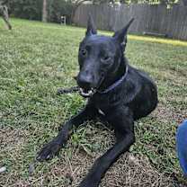 Thumbnail photo of Rye (was Righteous) #2