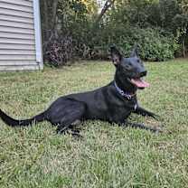 Thumbnail photo of Rye (was Righteous) #3