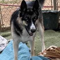 Thumbnail photo of Blue #4